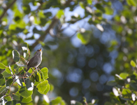 House Wren in Aspens